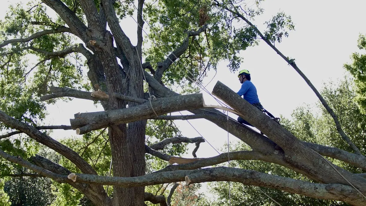 Professional Hazardous Tree Removal performed by certified arborists in Lyme