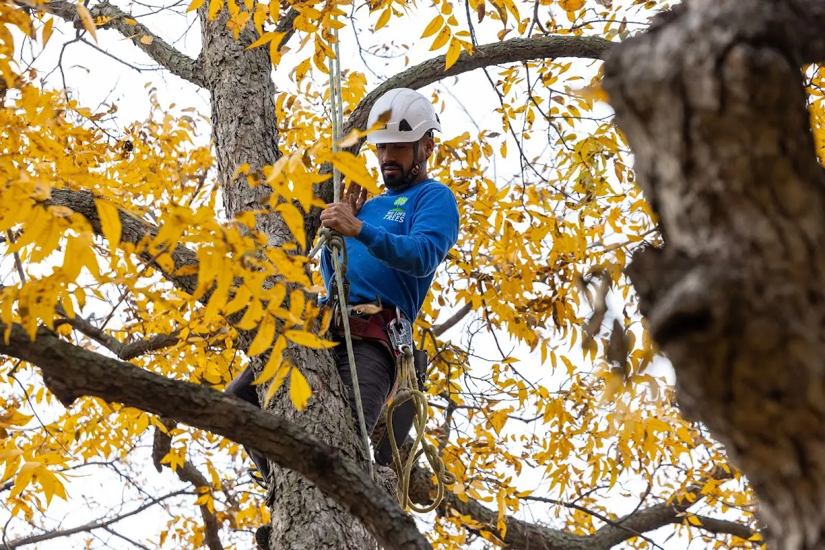 Skilled Storm Damage Cleanup crew working in Lyme