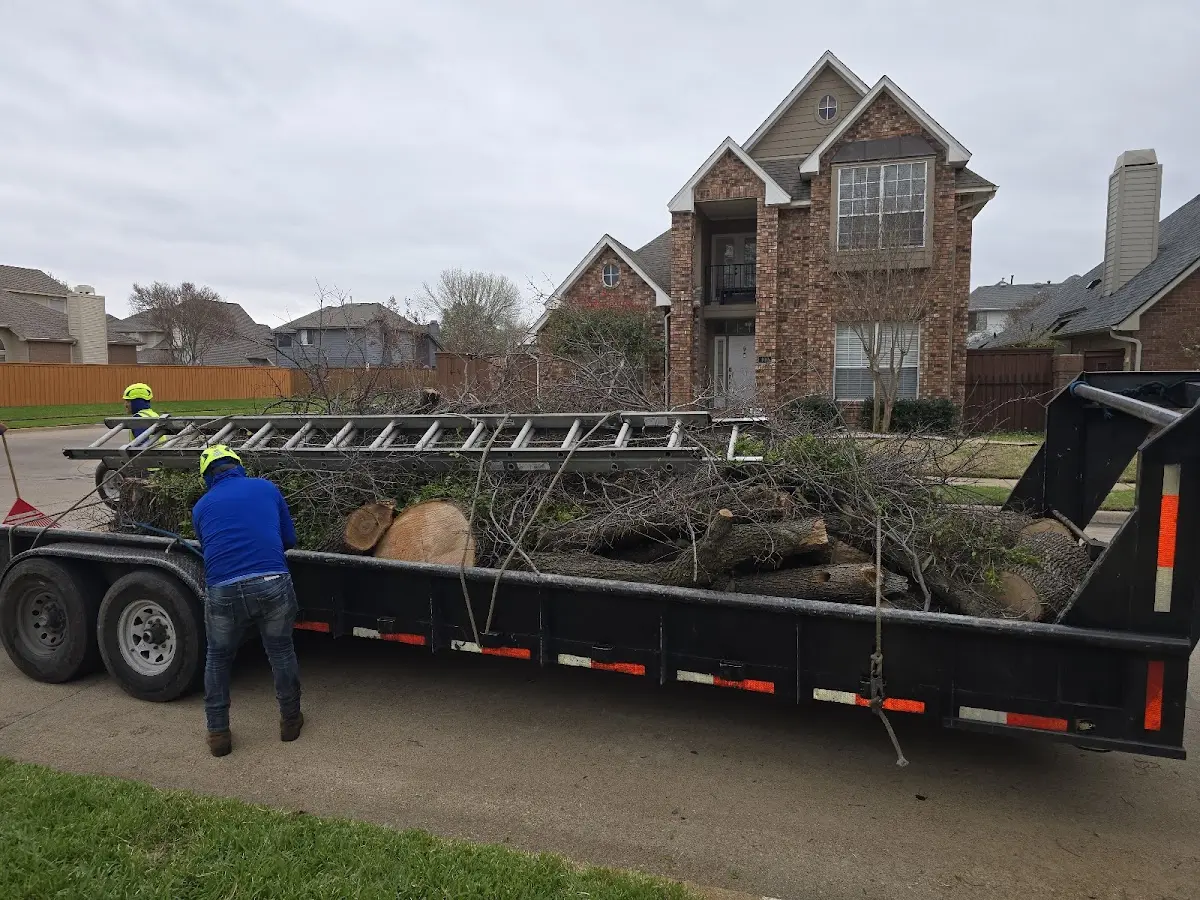 Expert Tree Removal with proper safety equipment in Lyme